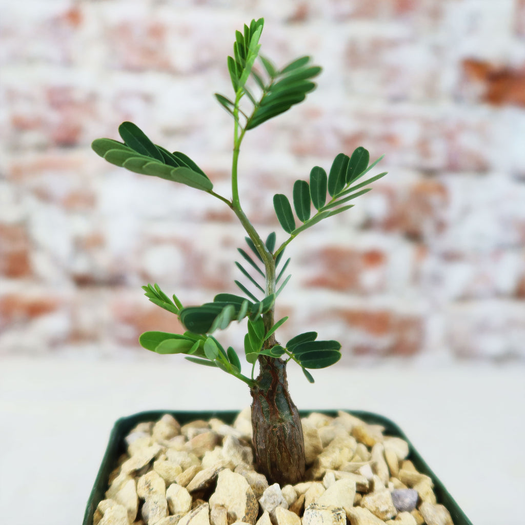 Potted indoor plant with glossy green leaves beside a small Buddha statue