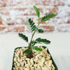 A small potted Senna meridionalis with delicate green leaves sits in light pebbles, ideal for xeriscape or as a drought-tolerant houseplant.