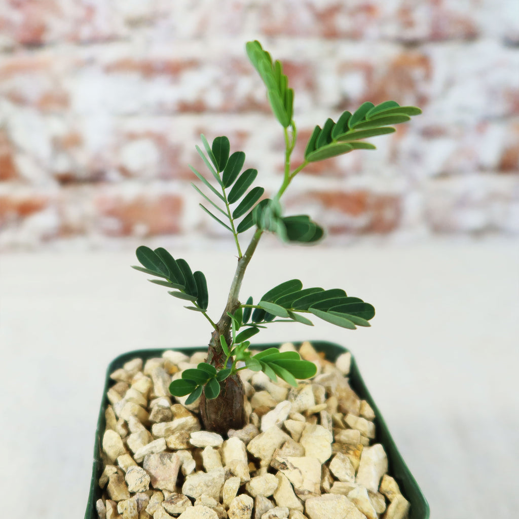 Potted indoor plant with glossy green leaves beside a small Buddha statue