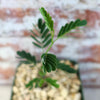 A small Senna meridionalis seedling with oval leaves grows in a pot filled with light pebbles, set against a rustic brick background.