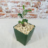 A potted Senna meridionalis shrub with green leaves and a thick stem in light gravel and a green square pot, against a brick wall.