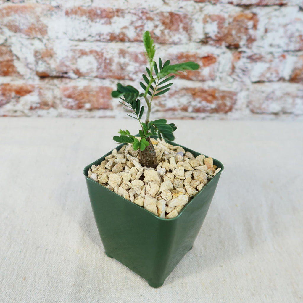 Potted indoor plant with glossy green leaves beside a small Buddha statue