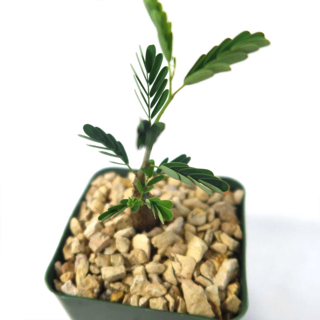 Potted indoor plant with glossy green leaves beside a small Buddha statue