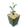 Senna meridionalis seedling with slender leaves in a square green pot of light stones, ideal for xeriscape collections, on white background.