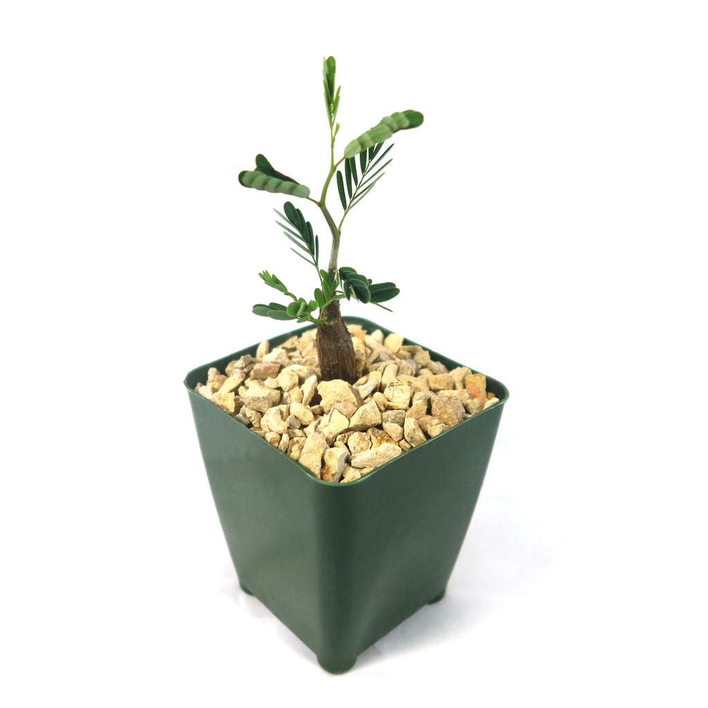 Potted indoor plant with glossy green leaves beside a small Buddha statue