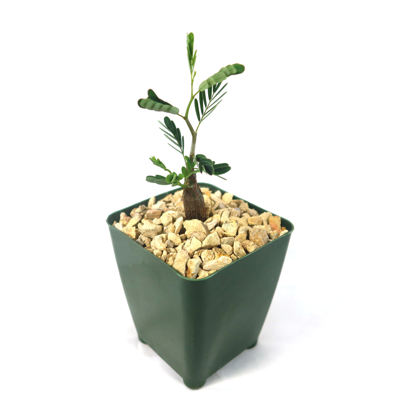 Shop 'Senna meridionalis' Care & Growing Guide | Planet Desert