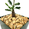 Close-up of Senna meridionalis, a drought-tolerant shrub with green leaves in a square plastic pot with rocky soil on white background.