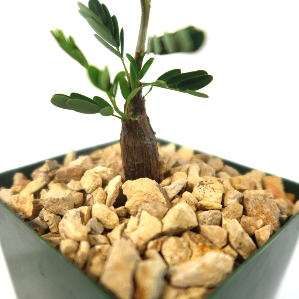 Potted indoor plant with glossy green leaves beside a small Buddha statue