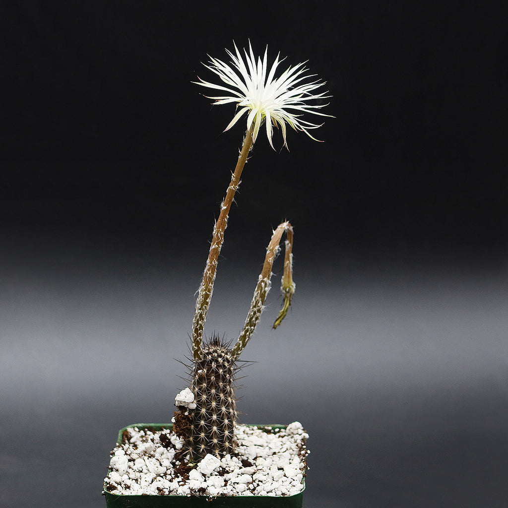 Setiechinopsis mirabilis