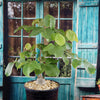 Shaving Brush Tree - Pseudobombax ellipticum