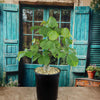 Shaving Brush Tree - Pseudobombax ellipticum