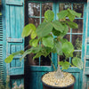 Shaving Brush Tree - Pseudobombax ellipticum