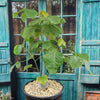 Shaving Brush Tree - Pseudobombax ellipticum