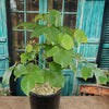 Shaving Brush Tree - Pseudobombax ellipticum