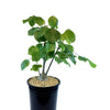Shaving Brush Tree - Pseudobombax ellipticum