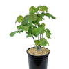 Shaving Brush Tree - Pseudobombax ellipticum