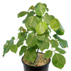 Shaving Brush Tree - Pseudobombax ellipticum