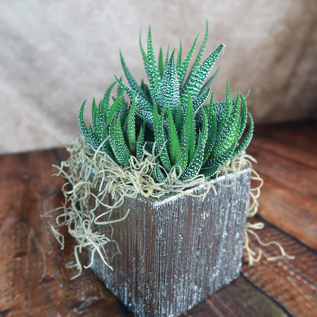 Silver Ceramic Cube Pot, a stylish modern accent that brightens any space and complements contemporary home decor.