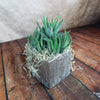 Silver Ceramic Cube Pot with a modern, elegant design, perfect for enhancing home decor and indoor plant displays.