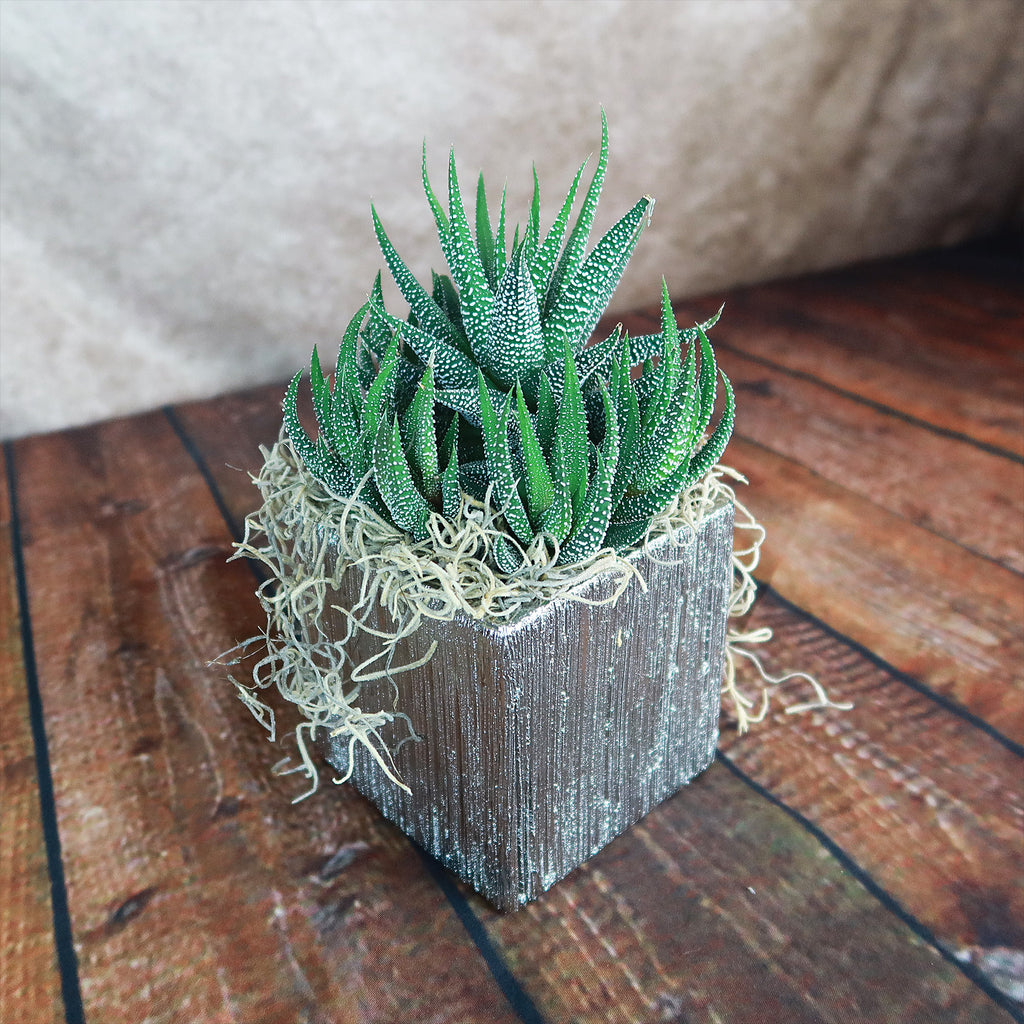 Silver Ceramic Cube Pot with a modern, elegant design, perfect for enhancing home decor and indoor plant displays.