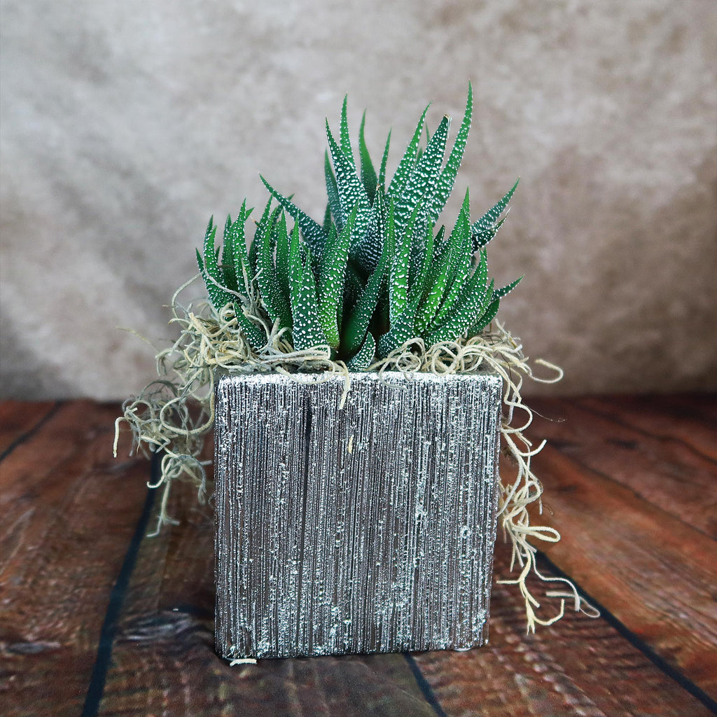 A small green succulent with dried moss in a Silver Ceramic Cube Pot sits on wood against a blurred background, modern home decor accent.