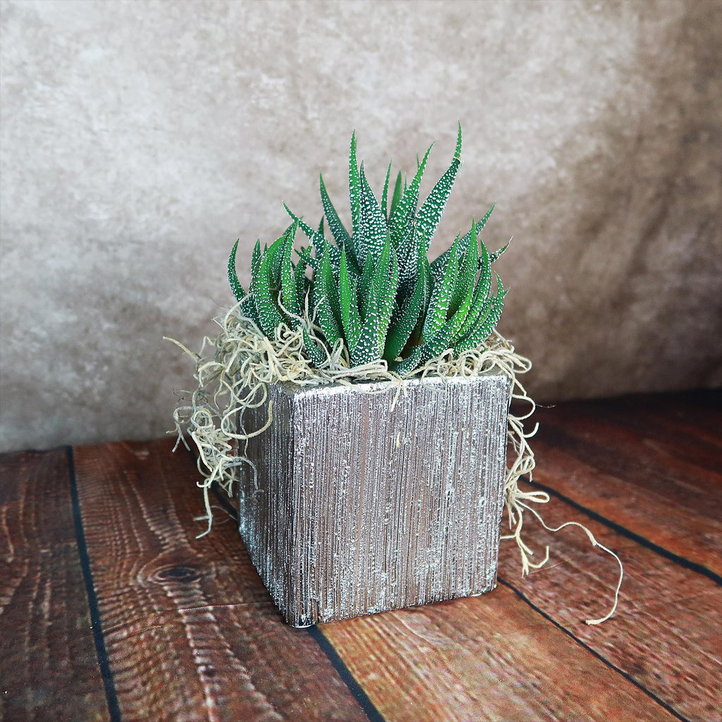 A small spiky succulent in a silver ceramic cube pot with straw sits on rustic wood against a beige background, ideal for home decor.
