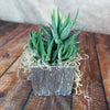 Small green succulent with spiky leaves in a silver ceramic cube pot, accented by dried moss, on a wooden surface for modern decor.