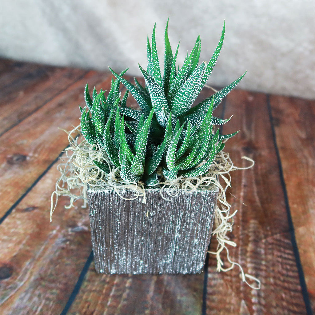 Small green succulent with spiky leaves in a silver ceramic cube pot, accented by dried moss, on a wooden surface for modern decor.