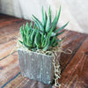 A small green succulent with spiky leaves sits in a silver ceramic cube pot with straw accents, ideal for stylish home decor on wood surfaces.