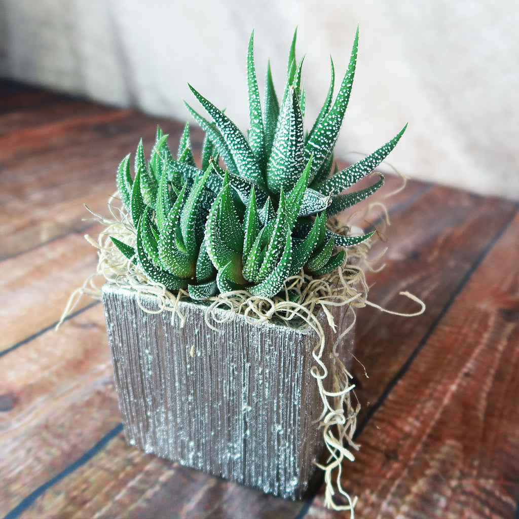 A small green succulent with spiky leaves sits in a silver ceramic cube pot with straw accents, ideal for stylish home decor on wood surfaces.