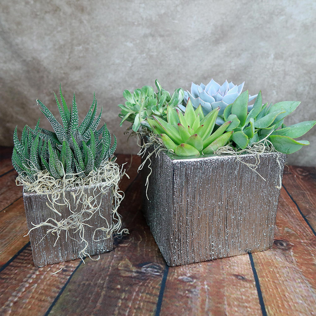 A silver ceramic cube pot and two wooden square planters with assorted succulents and moss on a wood floor, neutral brown backdrop.