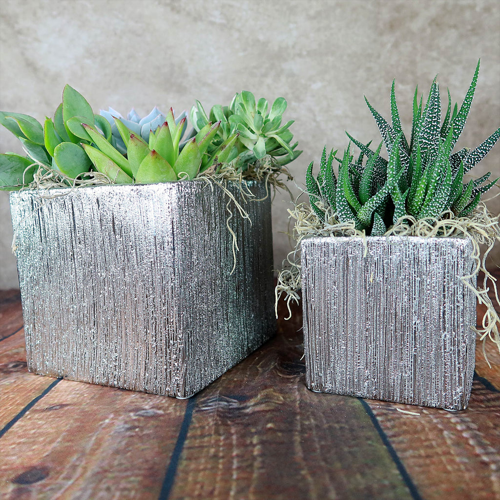 Two silver ceramic cube pots with assorted succulents and moss sit on wood, set against a neutral textured background for modern decor.