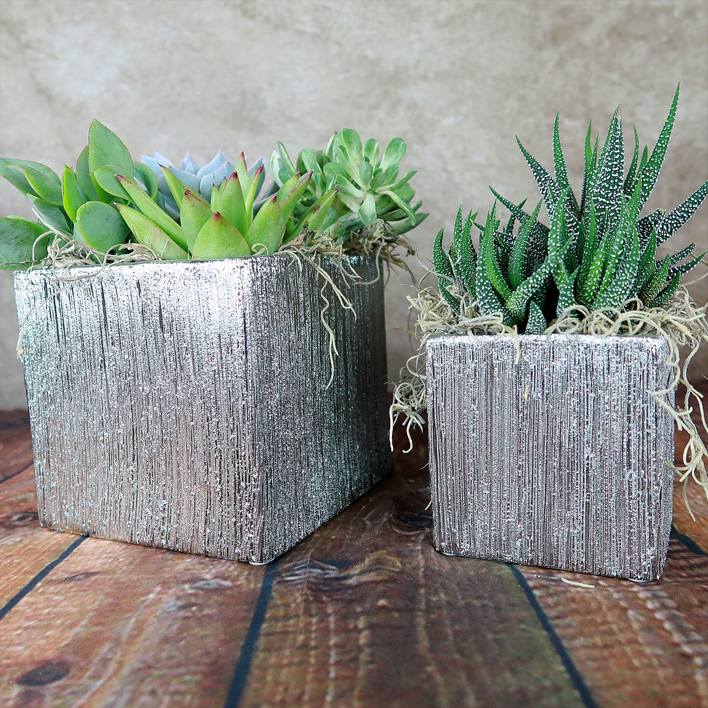 plants in silver pots Silver Ceramic Cube Pot – Planet Desert
