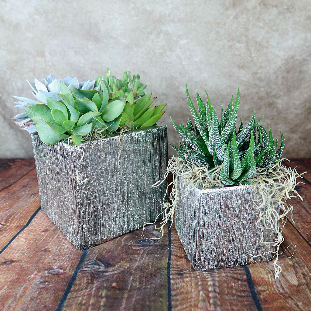 Silver Ceramic Cube Pots each display a small green succulent with straw on a wooden surface, enhancing decor against a neutral background.