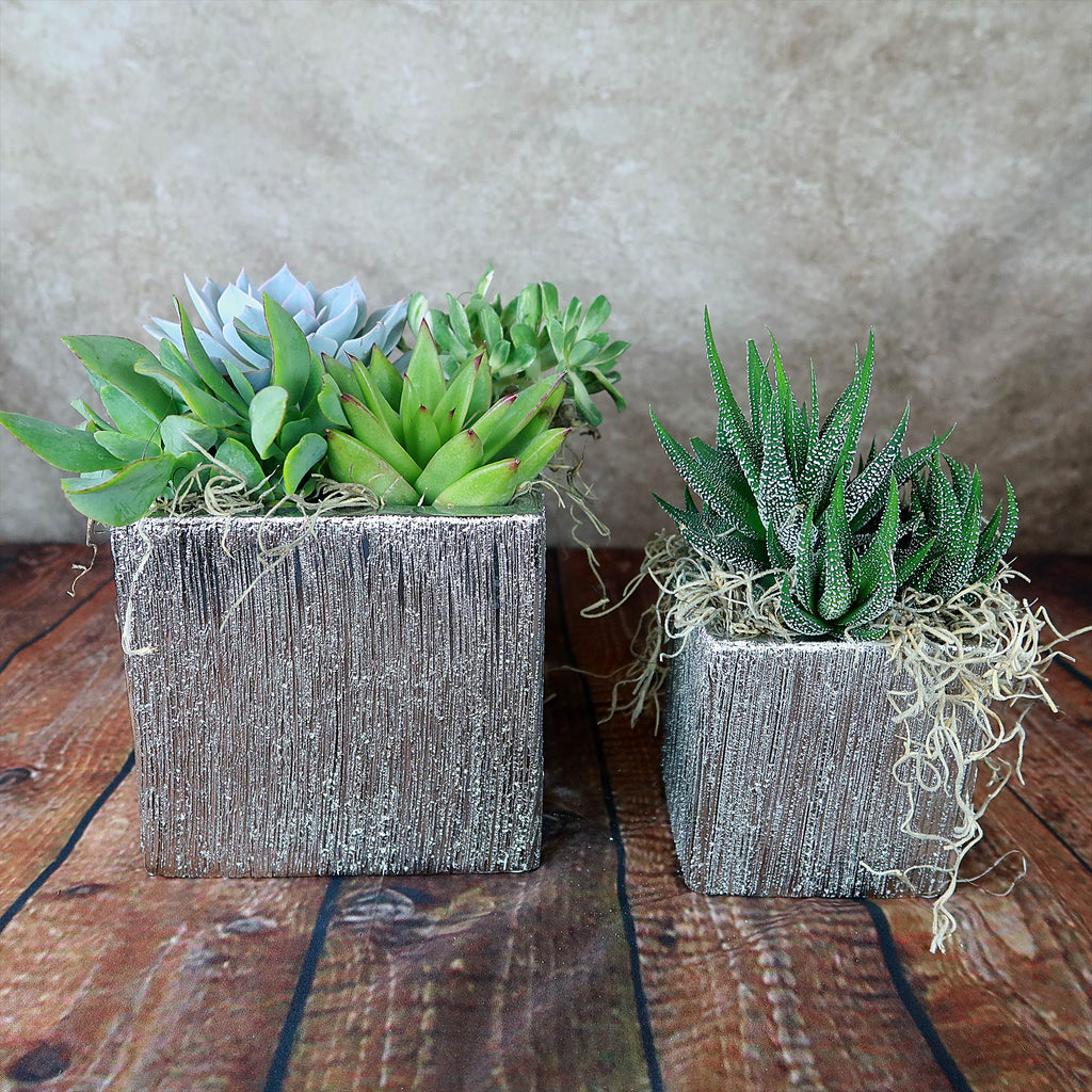 Silver ceramic cube pots with textured surfaces hold green succulents and straw, displayed on a wooden floor against a neutral background.