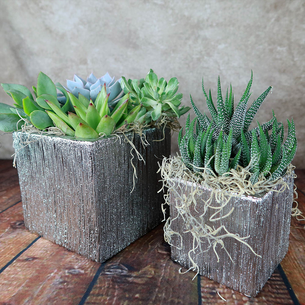 Two square Silver Ceramic Cube Pots, each filled with assorted succulents and dried moss, displayed on a wooden surface.