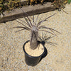 Silver Madagascar Palm - Pachypodium geayi