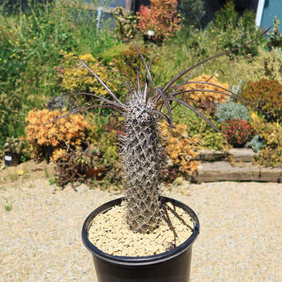 thin palm plant Silver Madagascar Palm