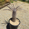 Silver Madagascar Palm - Pachypodium geayi