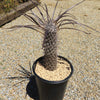 Silver Madagascar Palm - Pachypodium geayi