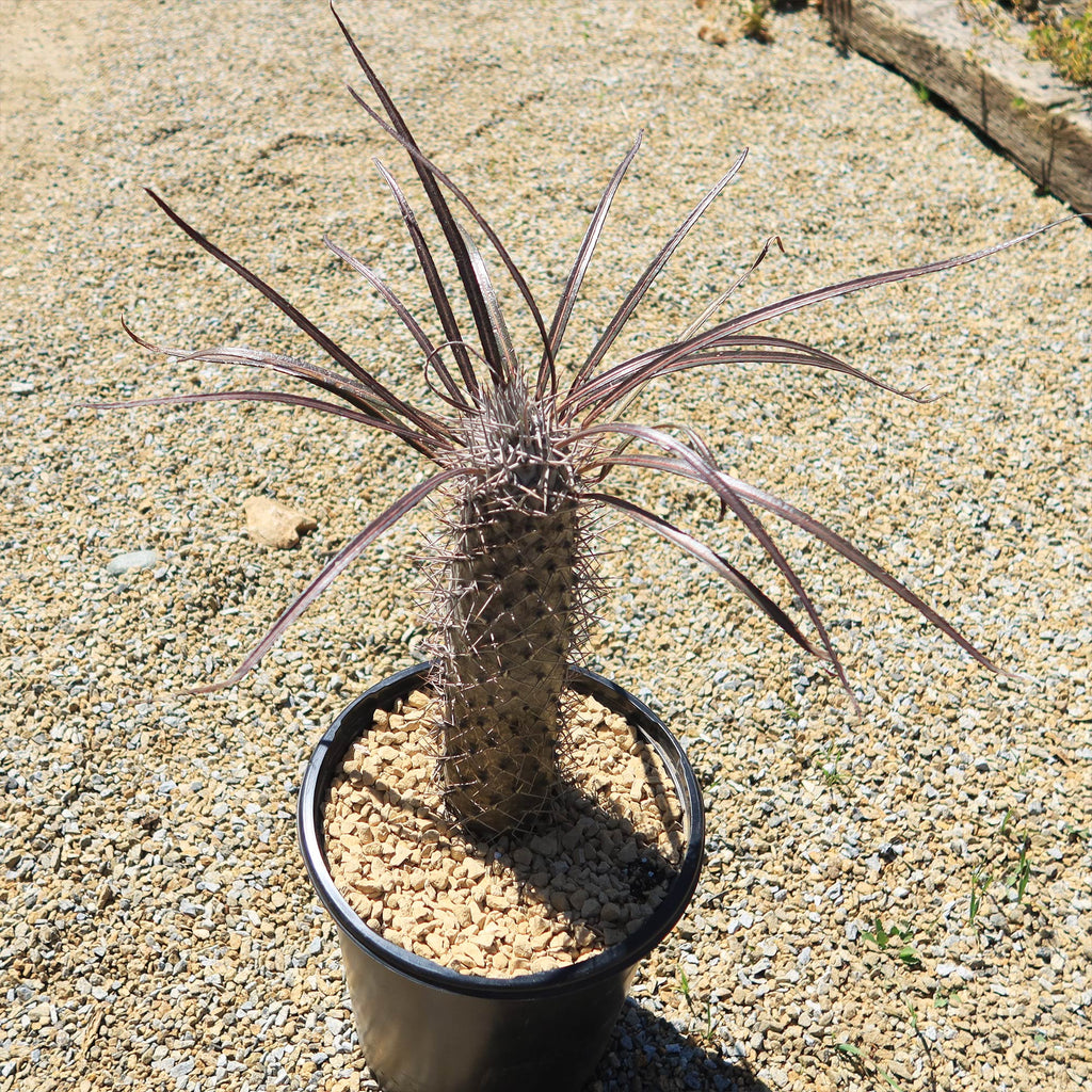 Silver Madagascar Palm - Pachypodium geayi