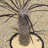 Silver Madagascar Palm - Pachypodium geayi