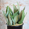 Moonshine Snake Plant - Sansevieria moonshine