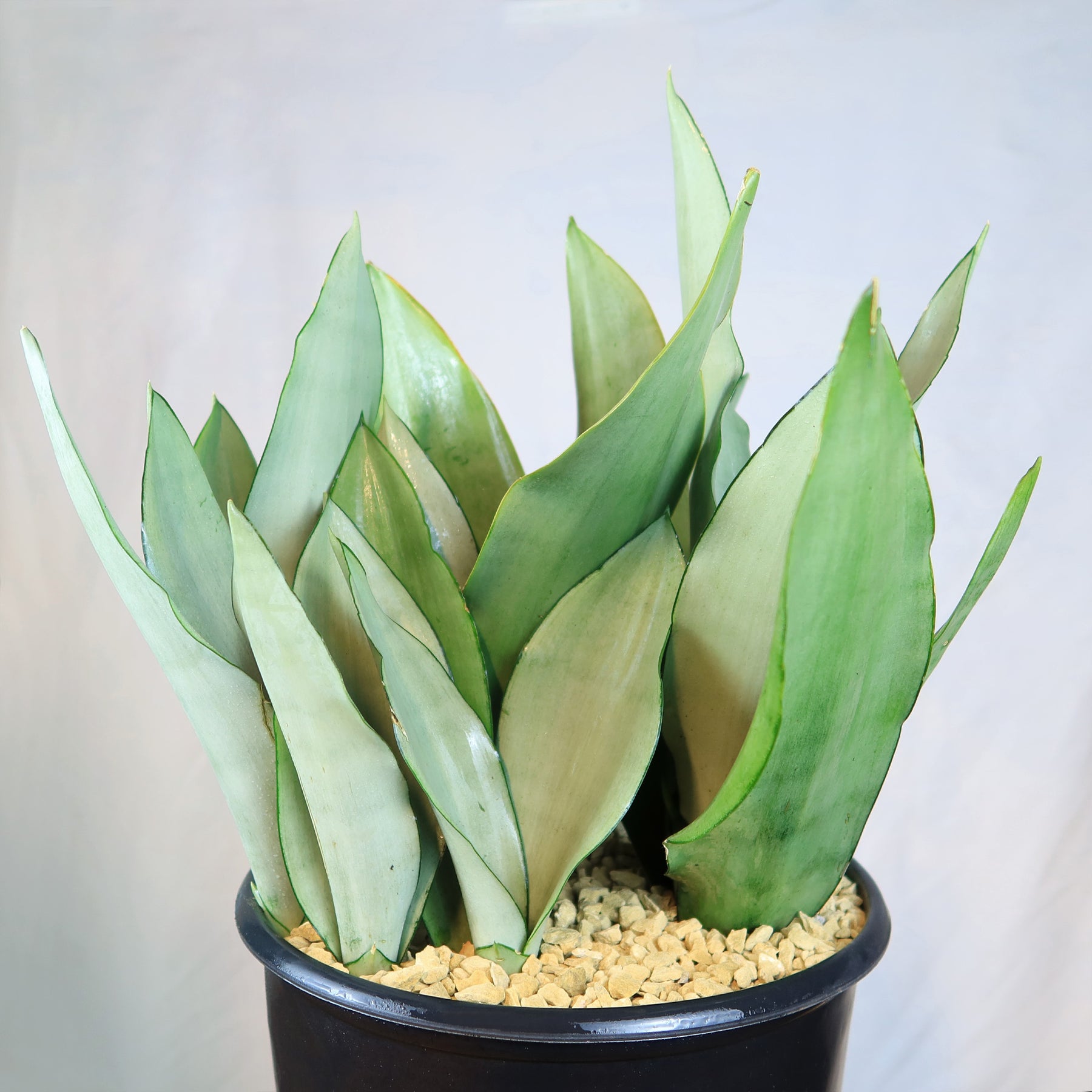 Silver Python Plant Shop 'Moonshine Snake Plant - Sansevieria moonshine' Care and Info ...