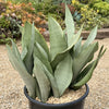 Moonshine Snake Plant - Sansevieria moonshine