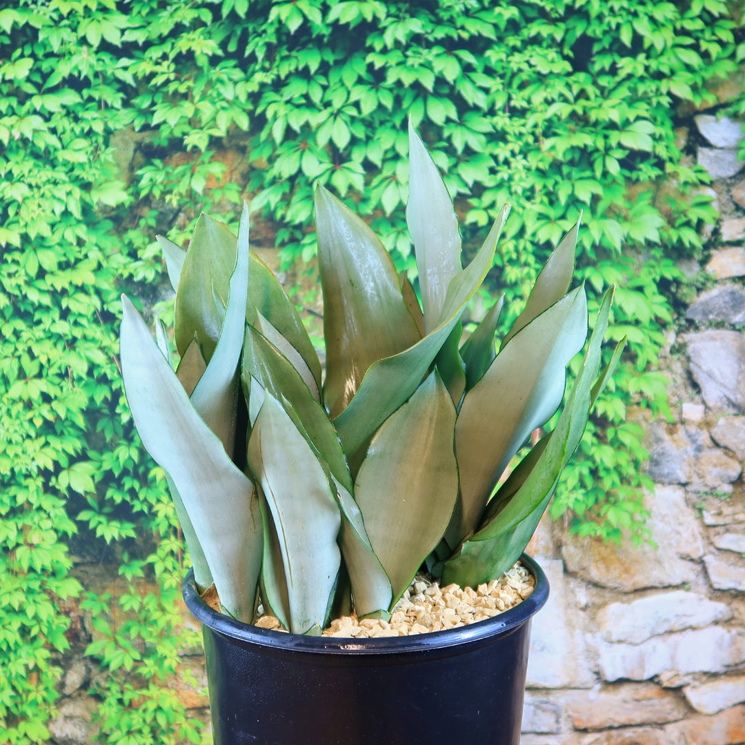 Sansevieria Brazilian Moonshine (#A434)* | Hard to shops Find | Rare Moonshine Plants