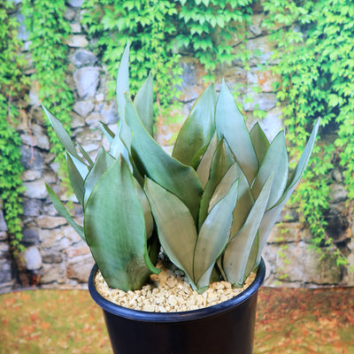 sansevieria moonshine for sale Moonshine Snake Plant