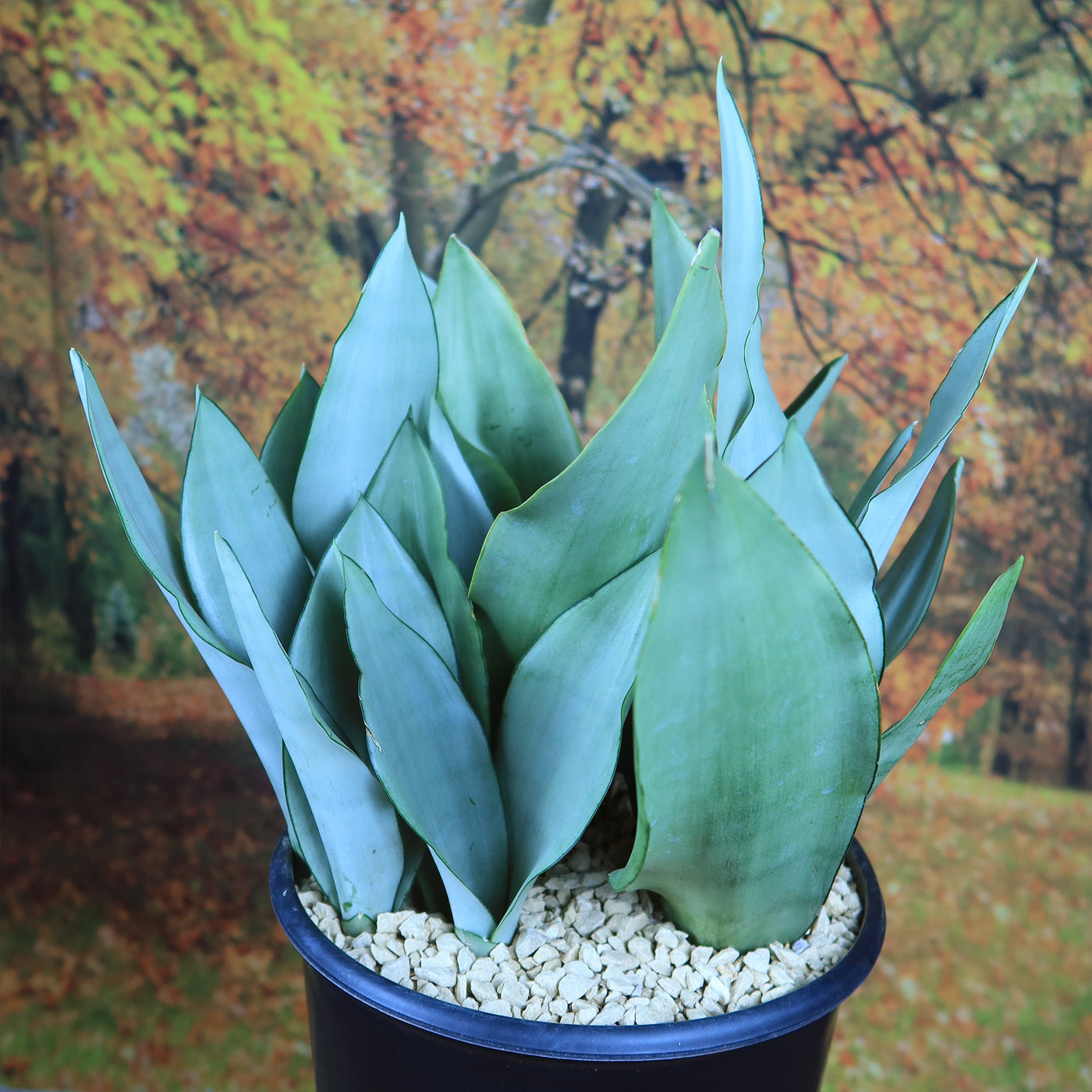 moonlight sansevieria Moonshine Snake Plant