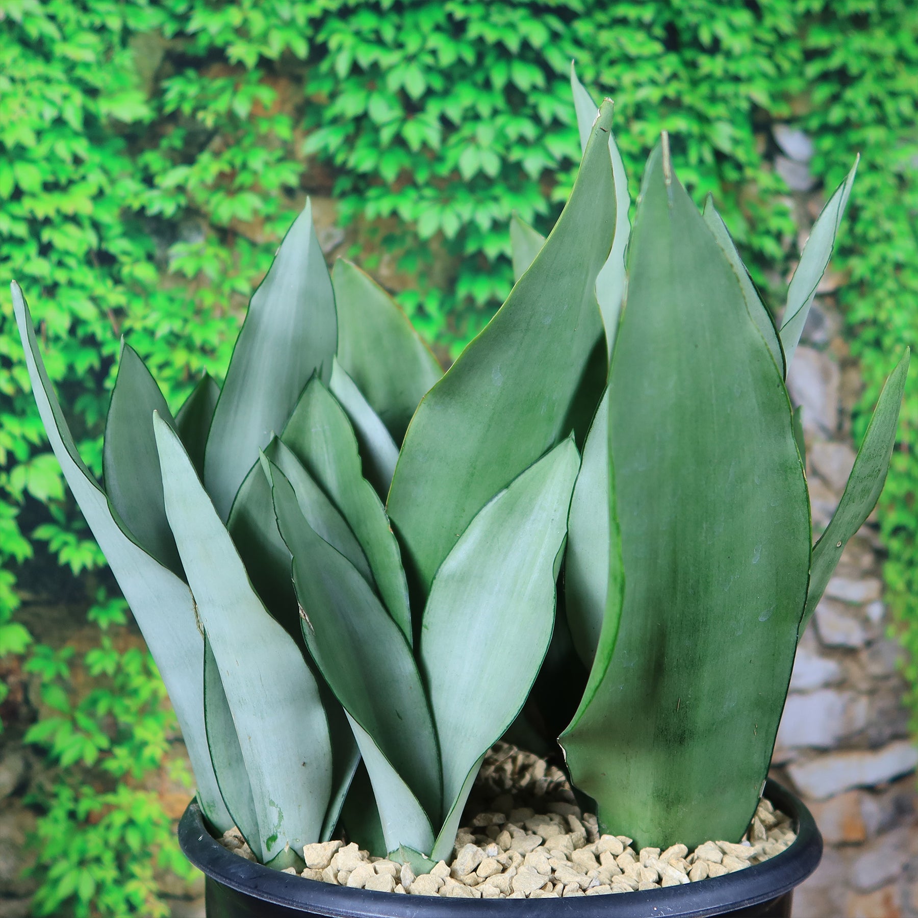 Silver Python Plant Sansevieria Trifasciata Moonshine How To Grow And Care For Moonshine