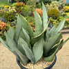 Moonshine Snake Plant - Sansevieria moonshine